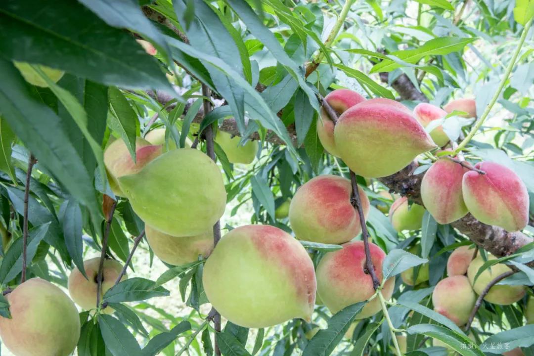 亲农好物｜翁源鹰嘴桃，好吃“桃”不掉！